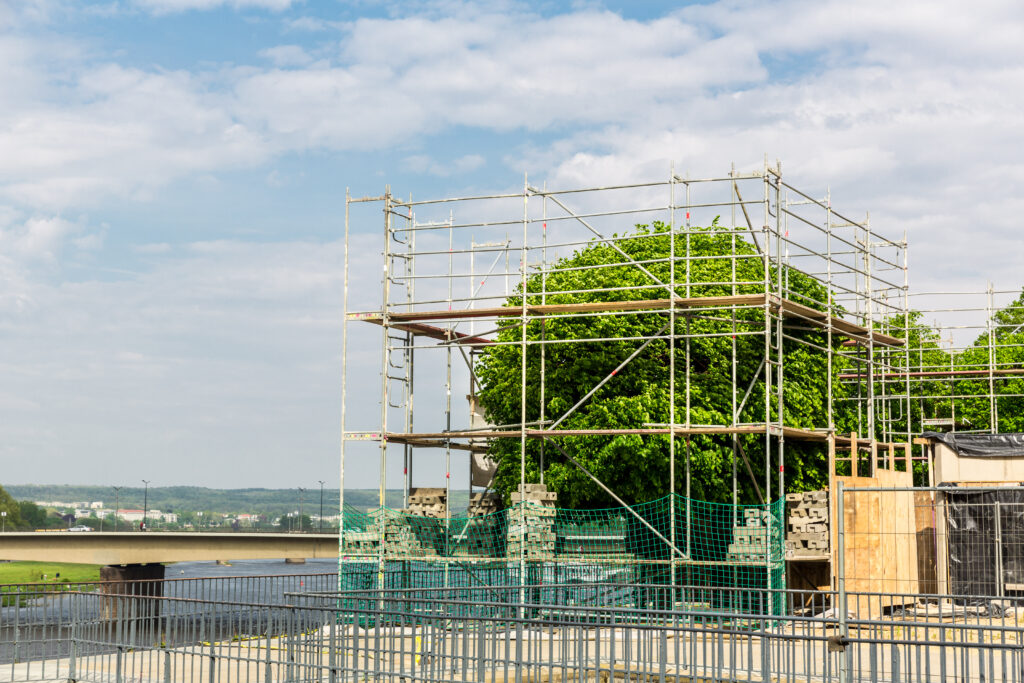 scaffolding surrounding tree